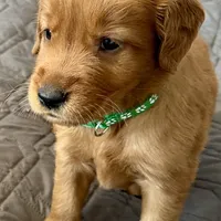 Ella, a female Golden Retriever for sale in Stony Point, NC – Photo 7 of 8