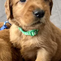 Ella, a female Golden Retriever for sale in Stony Point, NC – Photo 8 of 8