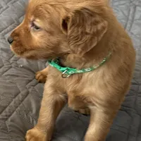 Ella, a female Golden Retriever for sale in Stony Point, NC – Photo 4 of 8