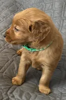 Ella, a female Golden Retriever for sale in Stony Point, NC – Photo 6 of 7