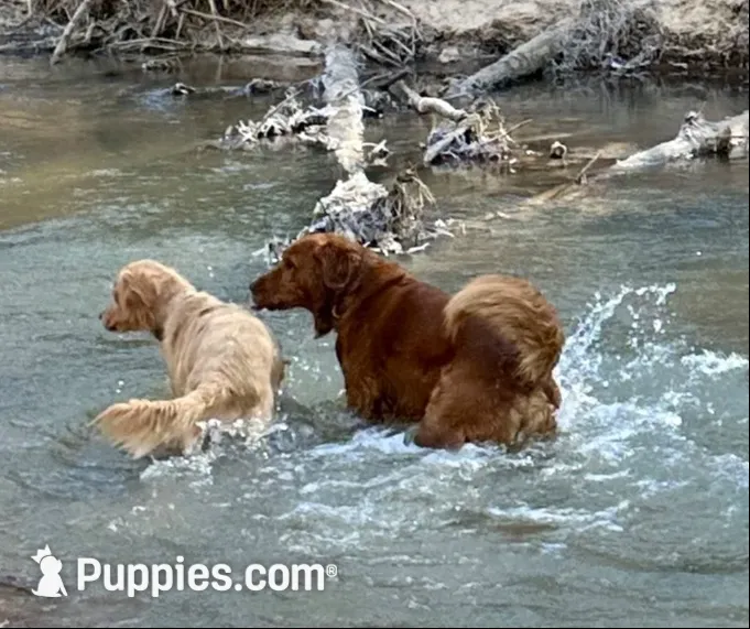 Sassy, a female Golden Retriever for sale in Stony Point, NC – 3 of 9