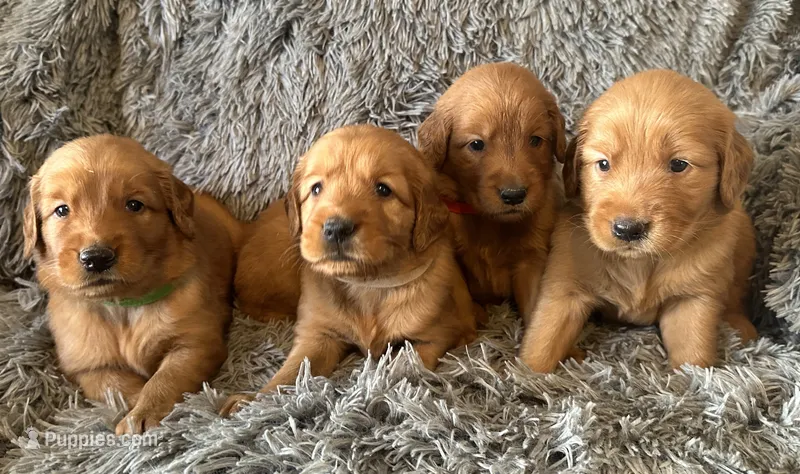 Marley – Golden Retriever puppy for sale in Stony Point, NC