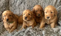 Trixie, a female Golden Retriever for sale in Stony Point, NC – 2 of 7