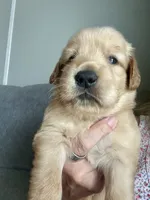 Sassy, a female Golden Retriever for sale in Stony Point, NC – 1 of 9