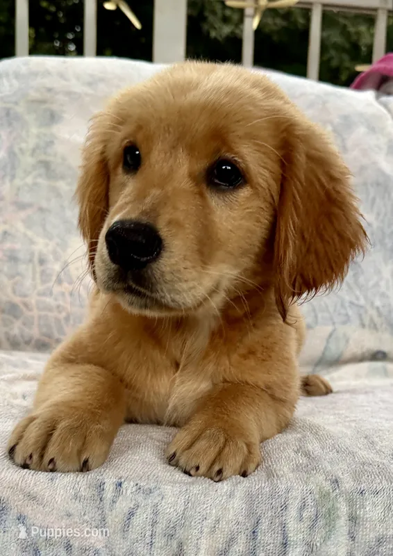 Violet – Golden Retriever puppy for sale in Stony Point, NC