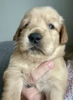 Sassy, a female Golden Retriever for sale in Stony Point, NC – 2 of 9