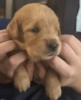 Dusty, a male Golden Retriever for sale in Stony Point, NC – 1 of 8
