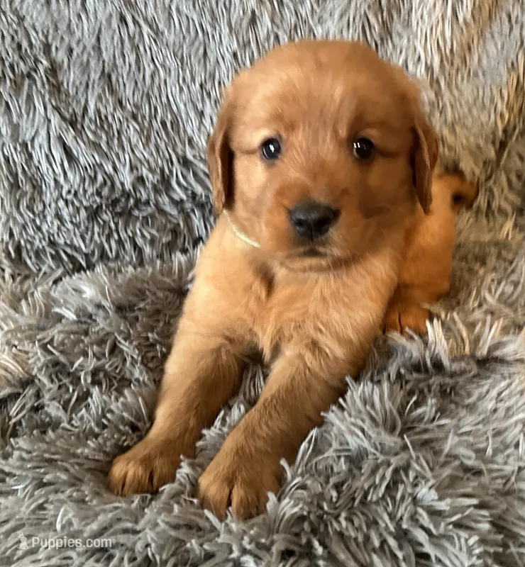 Macie – Golden Retriever puppy for sale in Stony Point, NC