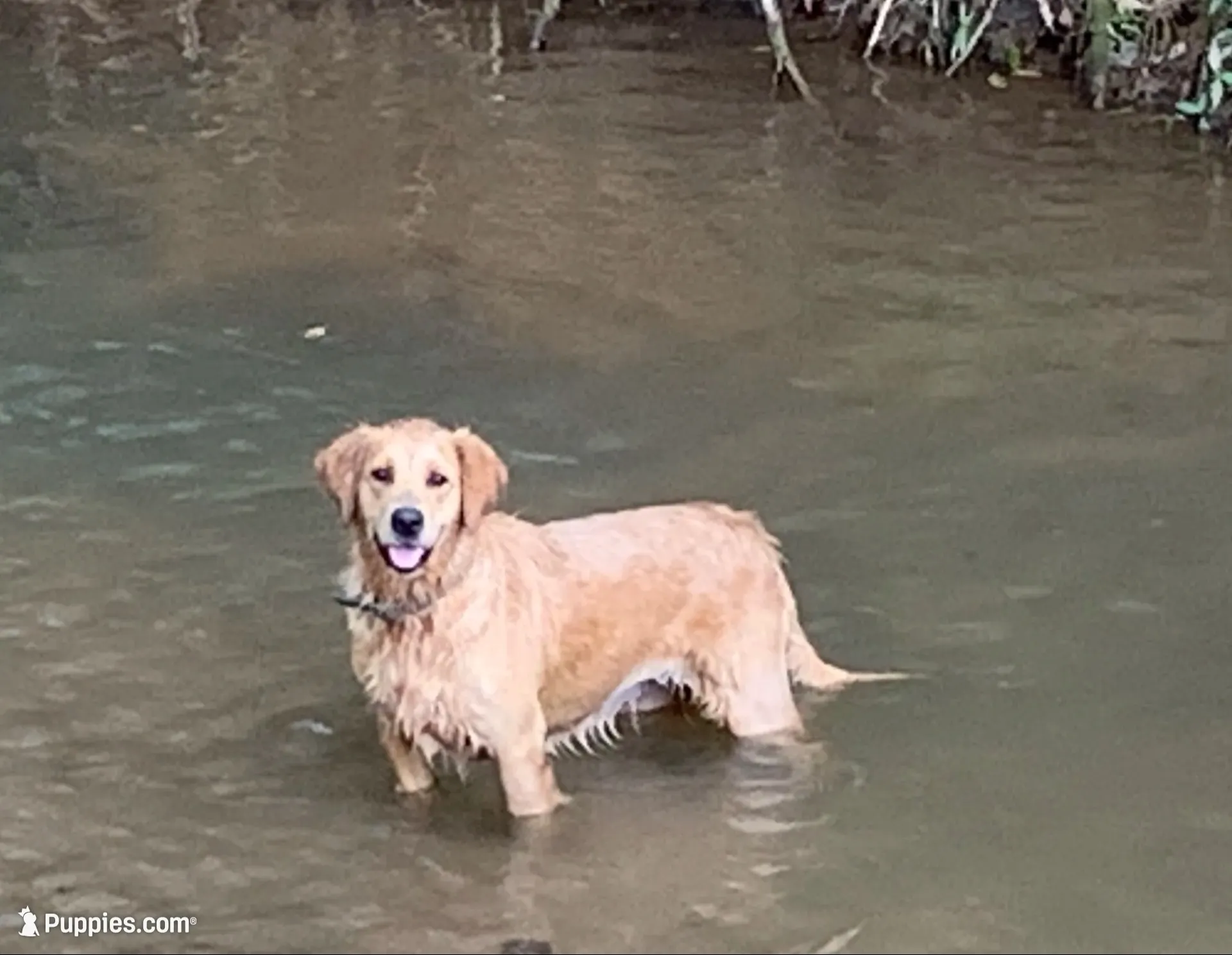 Sassy, a female Golden Retriever for sale in Stony Point, NC – 9 of 9