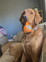 Macie, a female Golden Retriever for sale in Stony Point, NC – 4 of 5