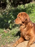 Macie, a female Golden Retriever for sale in Stony Point, NC – 5 of 5