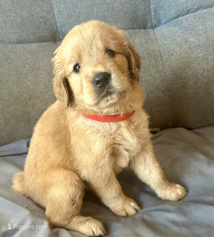 Dusty – Golden Retriever puppy for sale in Stony Point, NC