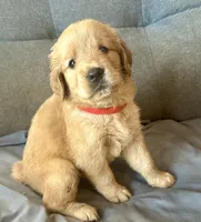 Violet, a female Golden Retriever for sale in Stony Point, NC – 4 of 9