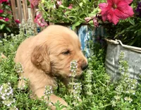 Dusty, a male Golden Retriever for sale in Stony Point, NC – 5 of 8