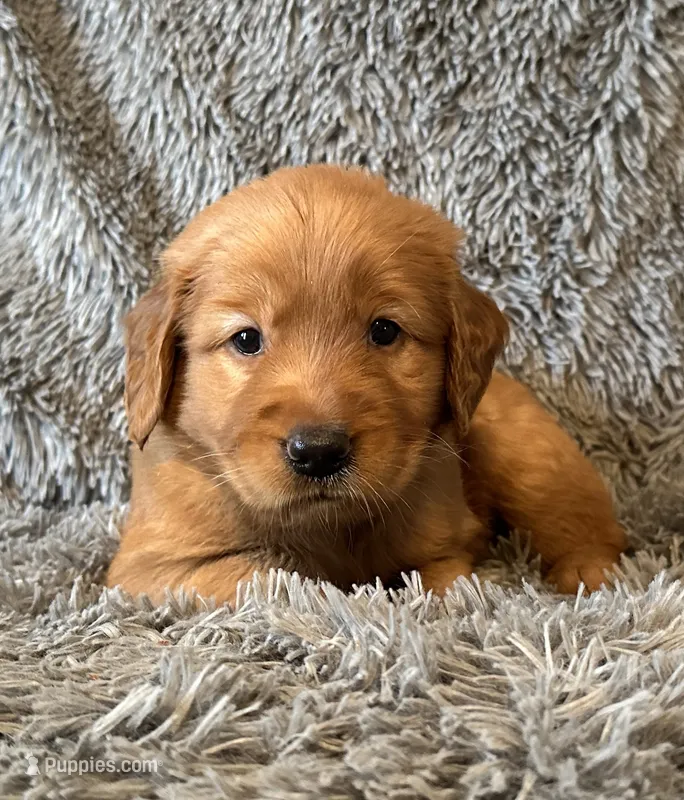 Trixie – Golden Retriever puppy for sale in Stony Point, NC