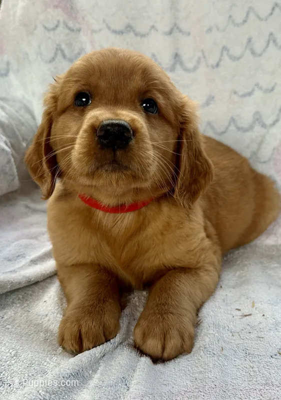 Violet – Golden Retriever puppy for sale in Stony Point, NC