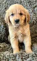 Violet, a female Golden Retriever for sale in Stony Point, NC – 10 of 10