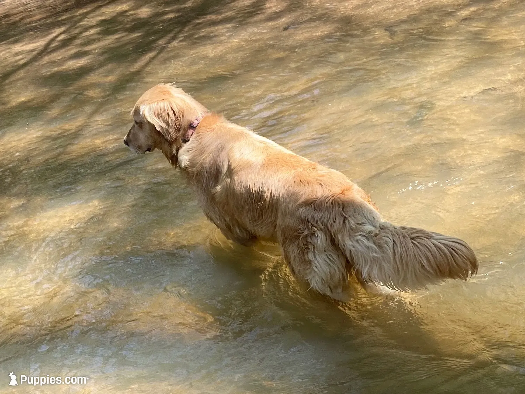 Sassy, a female Golden Retriever for sale in Stony Point, NC – 6 of 9