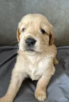 Sassy, a female Golden Retriever for sale in Stony Point, NC – 4 of 9