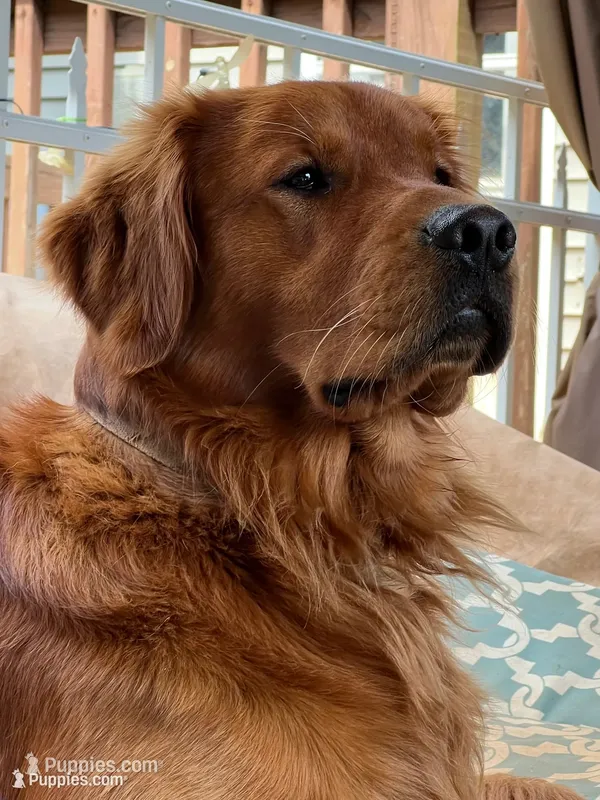 Macie – Golden Retriever puppy on hold in Stony Point, NC