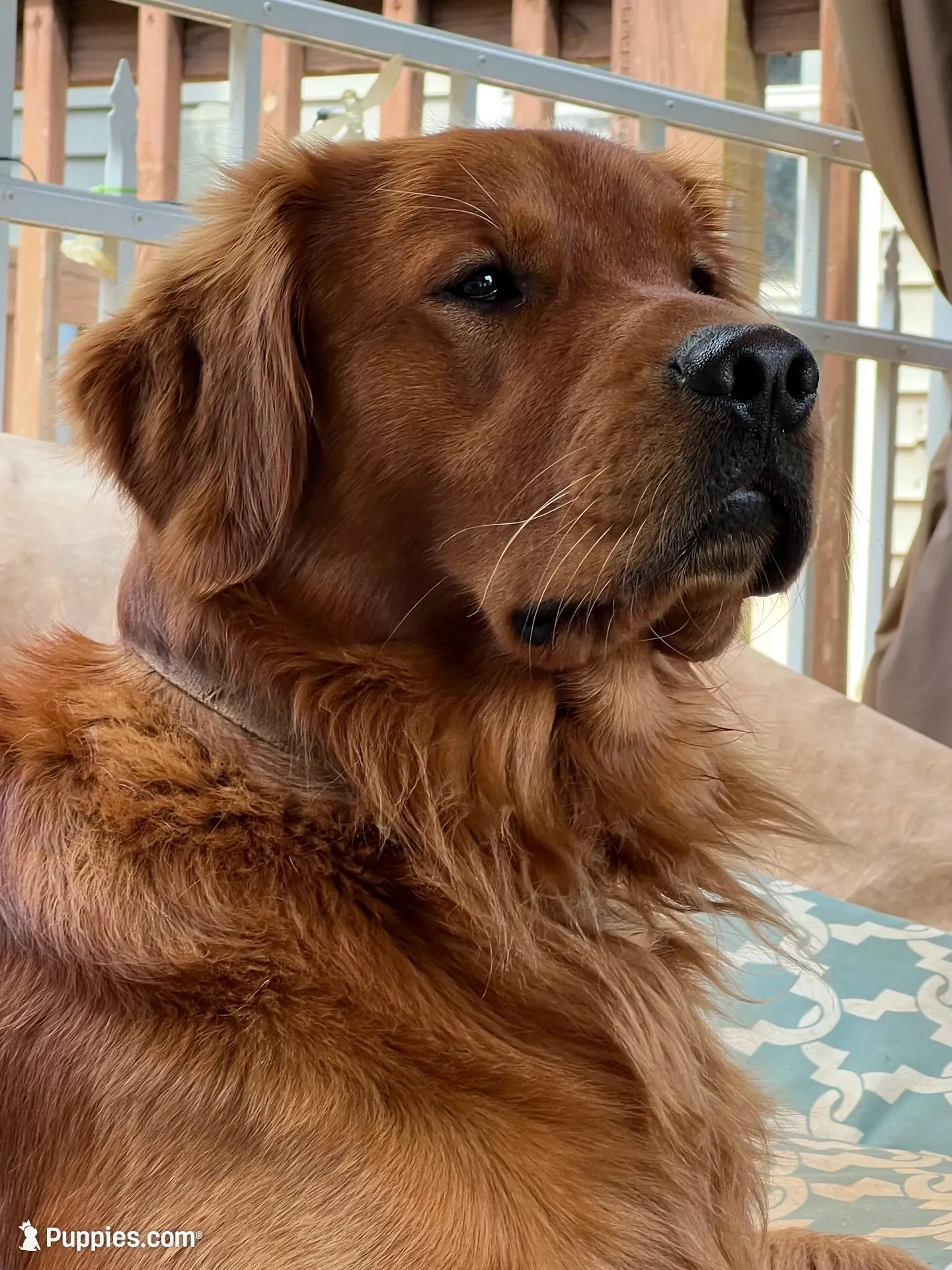 Sassy, a female Golden Retriever for sale in Stony Point, NC – 8 of 9