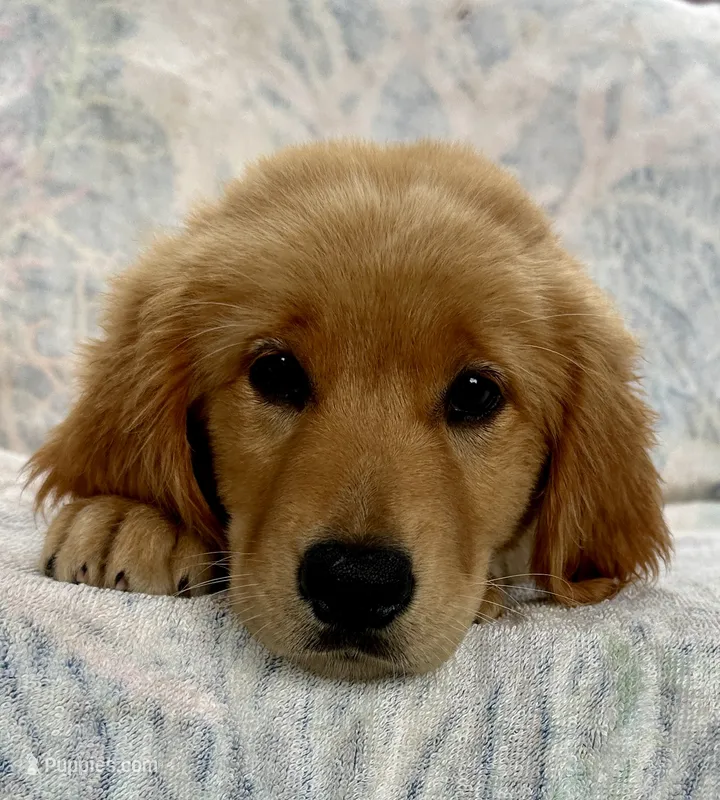 Violet – Golden Retriever puppy for sale in Stony Point, NC
