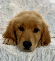 Violet, a female Golden Retriever for sale in Stony Point, NC – 2 of 10