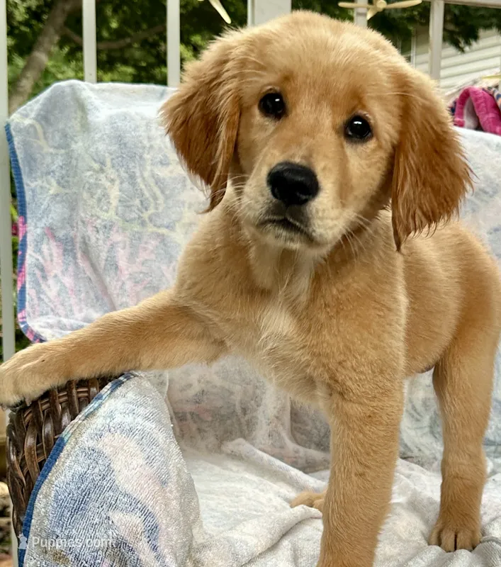 Violet – Golden Retriever puppy for sale in Stony Point, NC