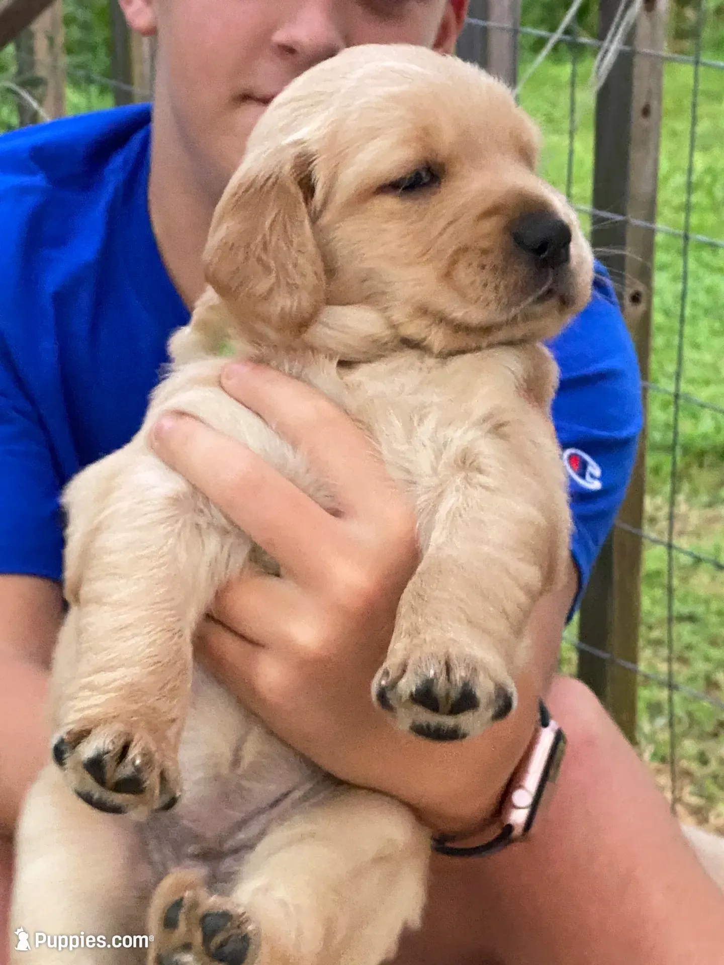 Sassy, a female Golden Retriever for sale in Stony Point, NC – 7 of 9