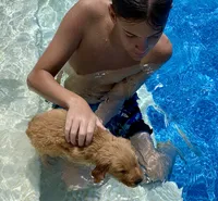 Violet, a female Golden Retriever for sale in Stony Point, NC – 2 of 9