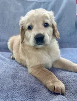 Sassy, a female Golden Retriever for sale in Stony Point, NC – 2 of 8