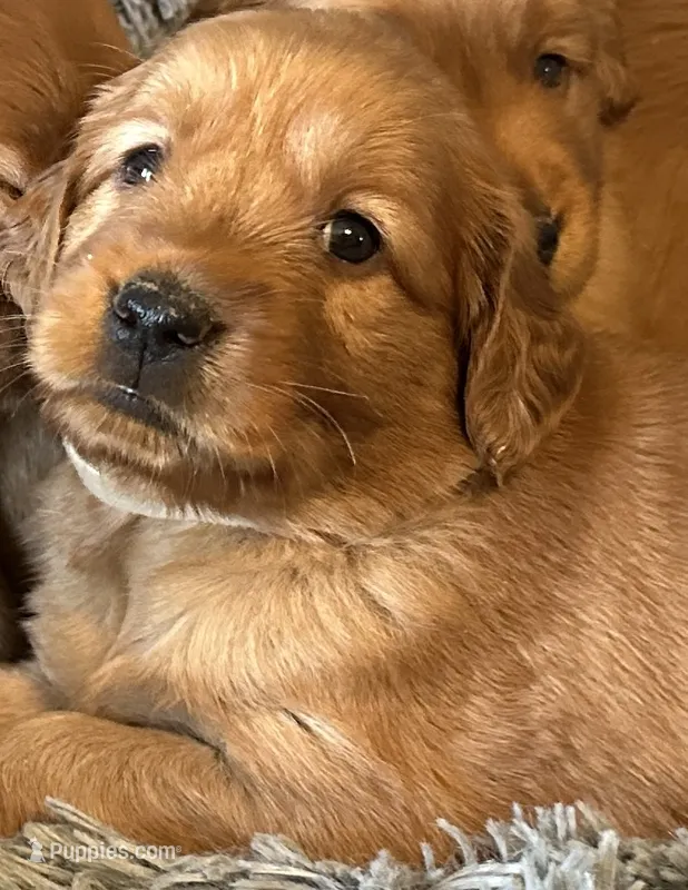 Macie – Golden Retriever puppy for sale in Stony Point, NC