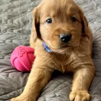 Rosie, a female Golden Retriever for sale in Stony Point, NC – Photo 3 of 10