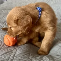 Rosie, a female Golden Retriever for sale in Stony Point, NC – Photo 4 of 10