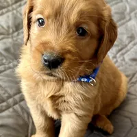 Rosie, a female Golden Retriever for sale in Stony Point, NC – Photo 7 of 10
