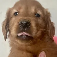 Rosie, a female Golden Retriever for sale in Stony Point, NC – Photo 2 of 10