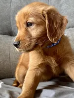 Violet, a female Golden Retriever for sale in Stony Point, NC – Photo 9 of 10