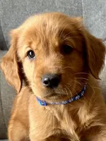 Violet, a female Golden Retriever for sale in Stony Point, NC – Photo 1 of 10