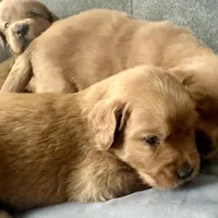 Rosie, a female Golden Retriever for sale in Stony Point, NC – Photo 6 of 10