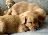 River, a male Golden Retriever for sale in Stony Point, NC – Photo 2 of 5