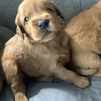 Rosie, a female Golden Retriever for sale in Stony Point, NC – Photo 5 of 10