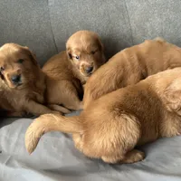 Rosie, a female Golden Retriever for sale in Stony Point, NC – Photo 10 of 10