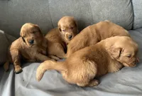 River, a male Golden Retriever for sale in Stony Point, NC – Photo 5 of 5