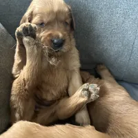 Rosie, a female Golden Retriever for sale in Stony Point, NC – Photo 8 of 10