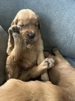 River, a male Golden Retriever for sale in Stony Point, NC – Photo 3 of 5