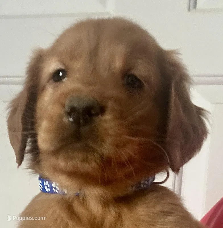 Rosie, a female Golden Retriever for sale in Stony Point, NC – Photo 1 of 10