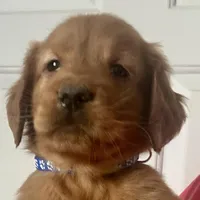 Rosie, a female Golden Retriever for sale in Stony Point, NC – Photo 1 of 10