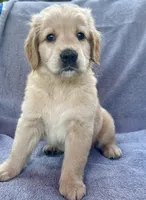 Sassy, a female Golden Retriever for sale in Stony Point, NC – 3 of 8