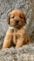 Trixie, a female Golden Retriever for sale in Stony Point, NC – 1 of 7