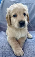 Sassy, a female Golden Retriever for sale in Stony Point, NC – 4 of 8